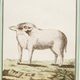 Image for article titled Beautiful Portraits of "Monstrosities" from the 18th Century